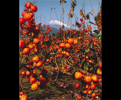 最優秀賞「四ツ溝柿」藤井 正勝さん