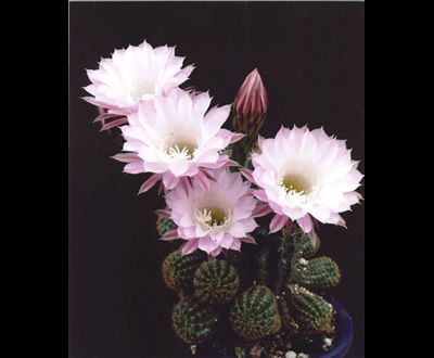 入選「サボテンが開花」荒井 隆司さん