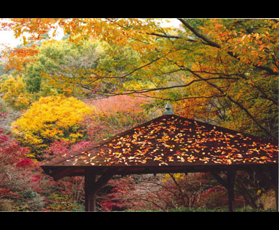 入選「秋の色どり」西島 義昭さん