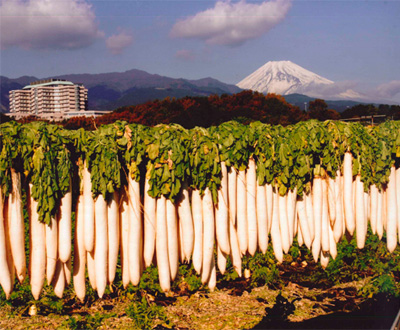 優秀賞「大根干し」藤井正勝さん