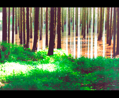 入選「桃沢堰の初夏」河上幸二さん