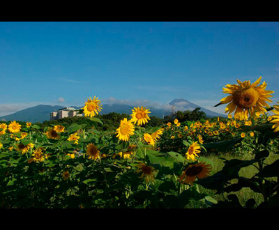 最優秀賞「ひまわり」佐野 三次さん