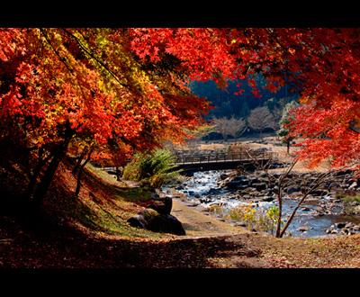 カルタ賞「錦秋」西島 義昭さん