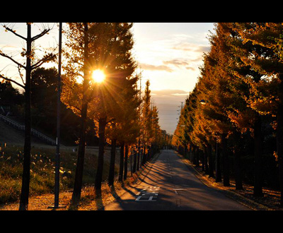 入選「銀杏並木に朝日が射す・・・1日の始まり」桑原 千代乃さん