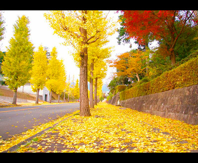 入選「黄金色の道」杉山 和子さん