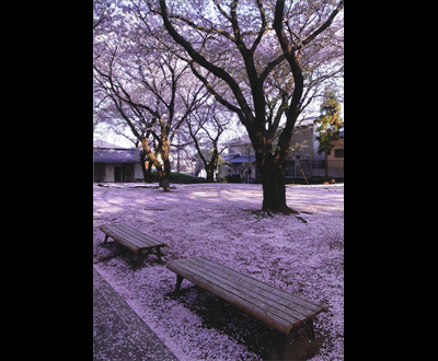 カルタ賞「桜雪」杉山 和子さん