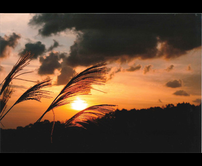 入選「黄昏色に染まる」岡崎 隆さん