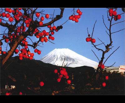 入選「柿と富士」西島 義昭さん