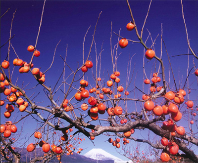 入選「残り柿」藤井 正勝さん