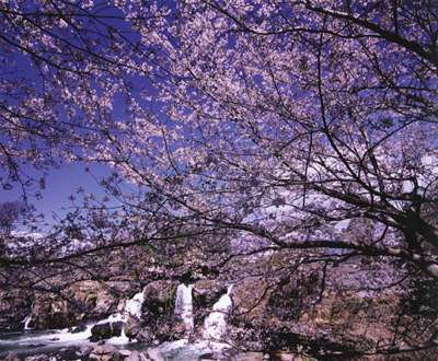 カルタ賞「満開に浮かぶ滝」藤井 正勝さん