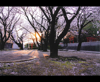 入選「桜花夕影」高橋 裕さん