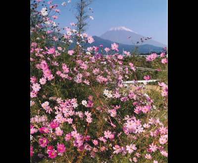 入選「乱れ咲き」松崎 雅敏さん