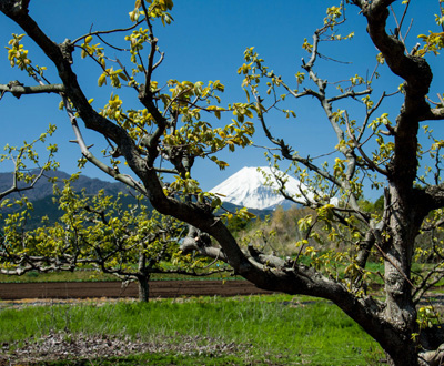 入選「若葉の季節」衛藤 一男さん
