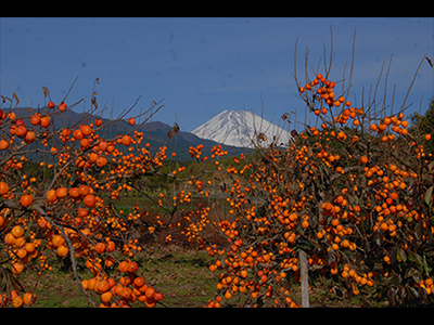 入選「実りの秋」加藤種雄さん