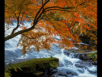 入選「深秋」佐藤和代さん