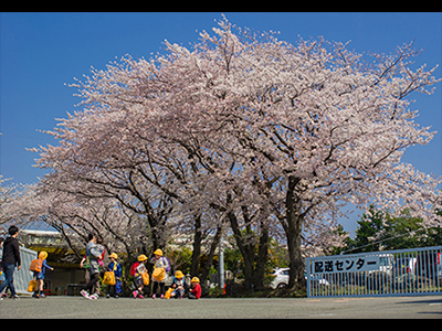 入選「桜とこども」中尾田真由美さん