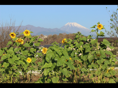 入選「冬のひまわり元気よく」神尾久美さん