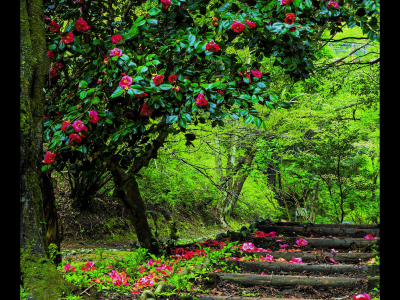 優秀賞「椿咲く遊歩道」佐藤和代さん