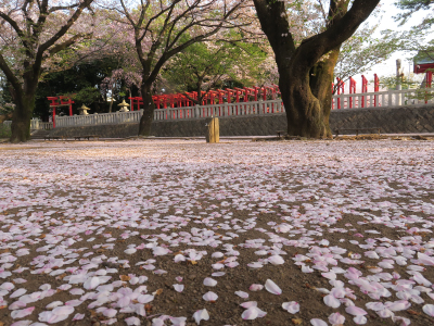 入選「さくら満開の稲荷神社」滝鼻啓之さん