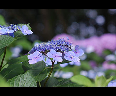 入選「アジサイの丘」鈴木敬盛さん