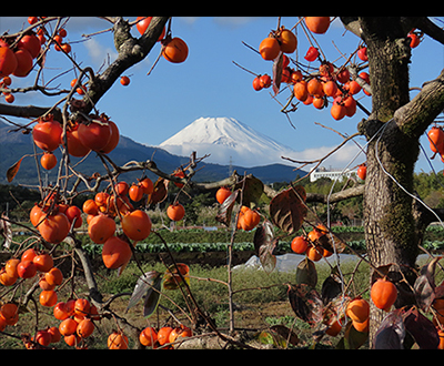 入選「四つ溝映え」西島義昭さん