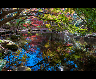 入選「秋彩」勝又守洋さん