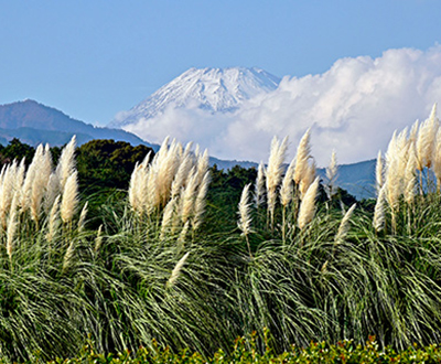 風景賞「秋風にそよぐ」勝又説夫さん