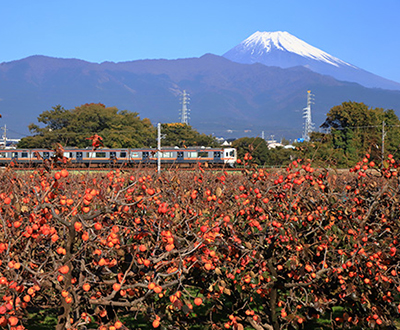 入選「入選「実りの秋を行く」稲葉絹子さん