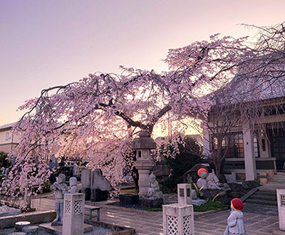 インスタ賞「如来寺の枝垂れ桜」青柳快さん