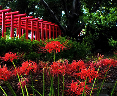 優秀賞「朱の競演」飯原俊治さん