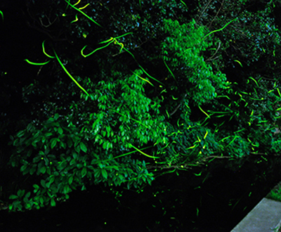 ジオパーク賞「ホタル育む窪の湧水」勝又守洋さん