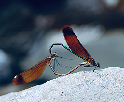 入選「ハートでつなぐ カワトンボin桃沢川」鈴木敬盛さん