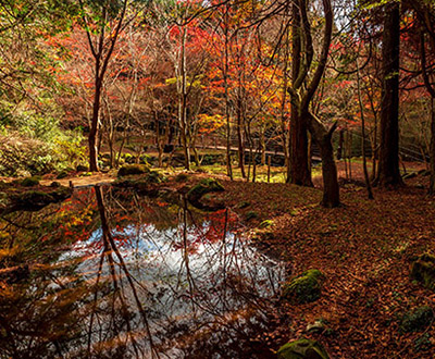 入選「秋彩」西島義昭さん