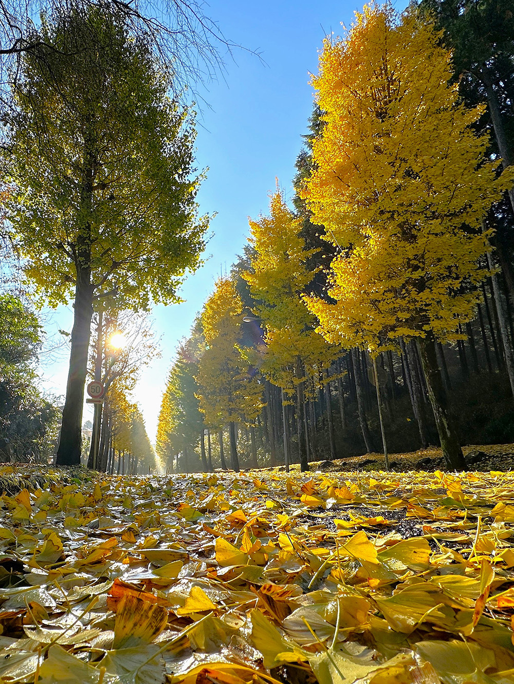 最優秀賞「銀杏の絨毯」飯原俊治さん