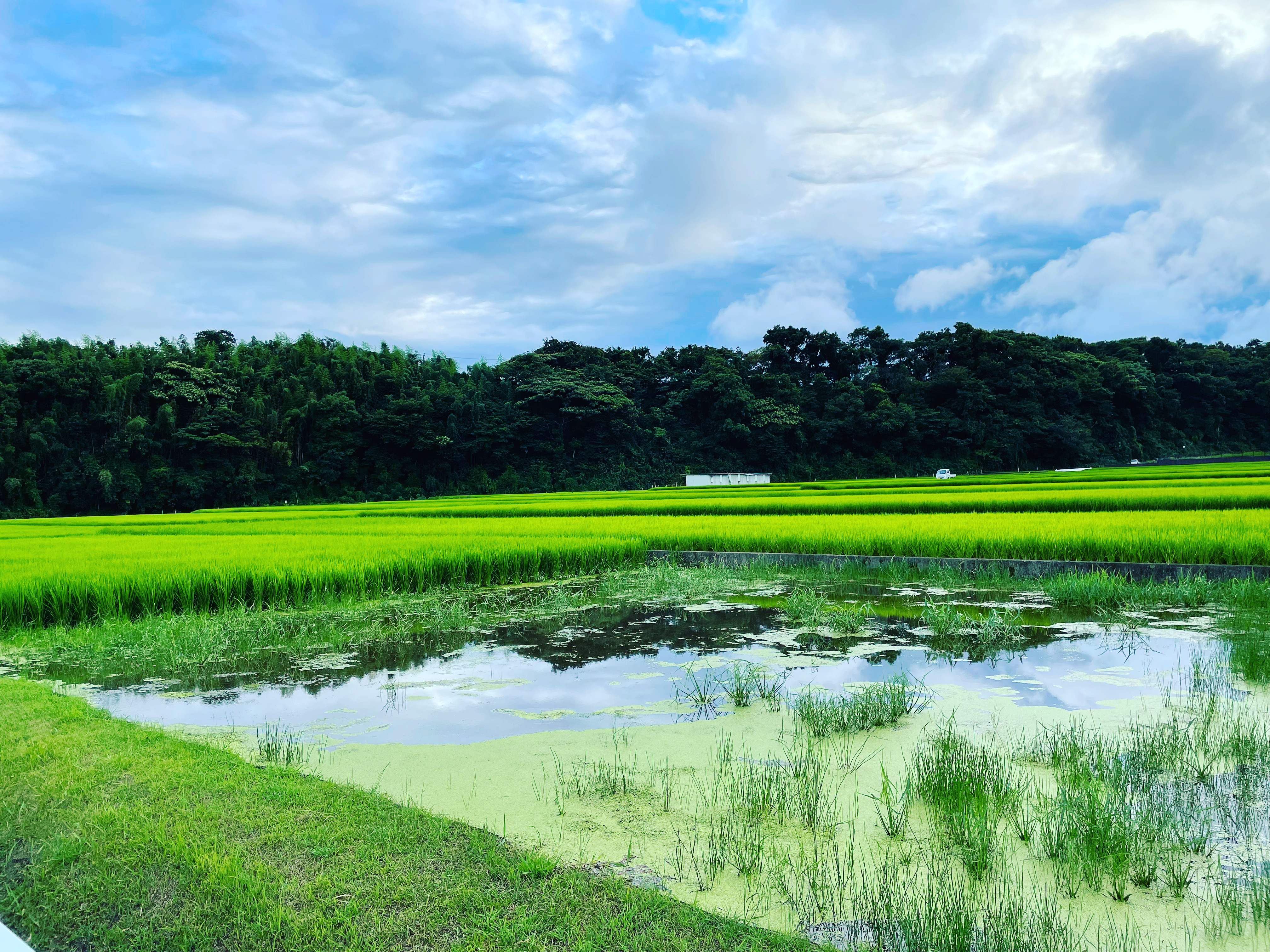 インスタ賞「綺麗な田園風景」石原清美さん