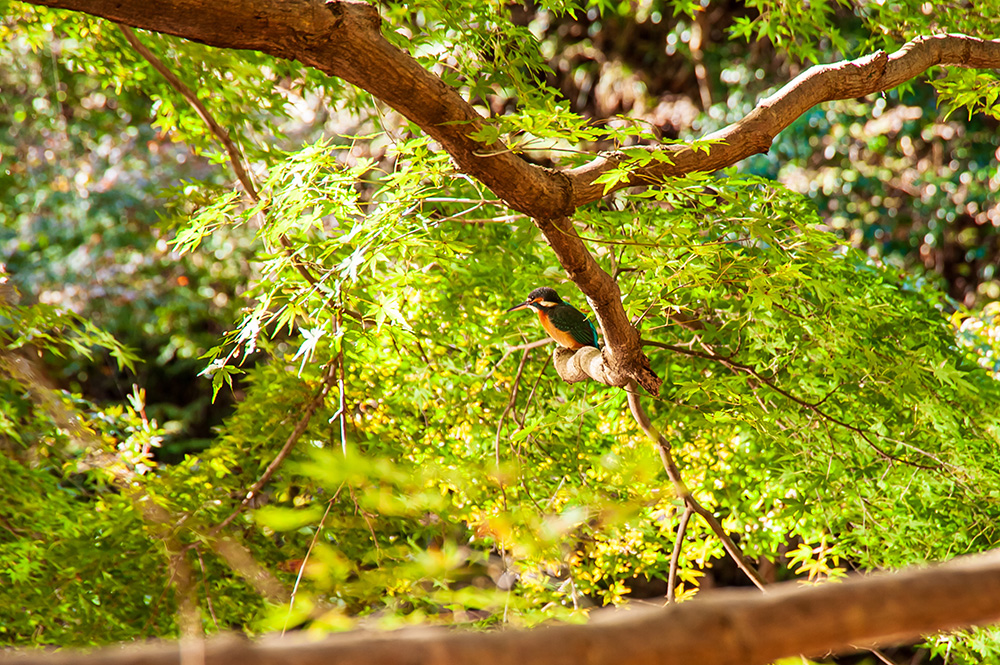 入選「憩いの森」勝又守洋さん