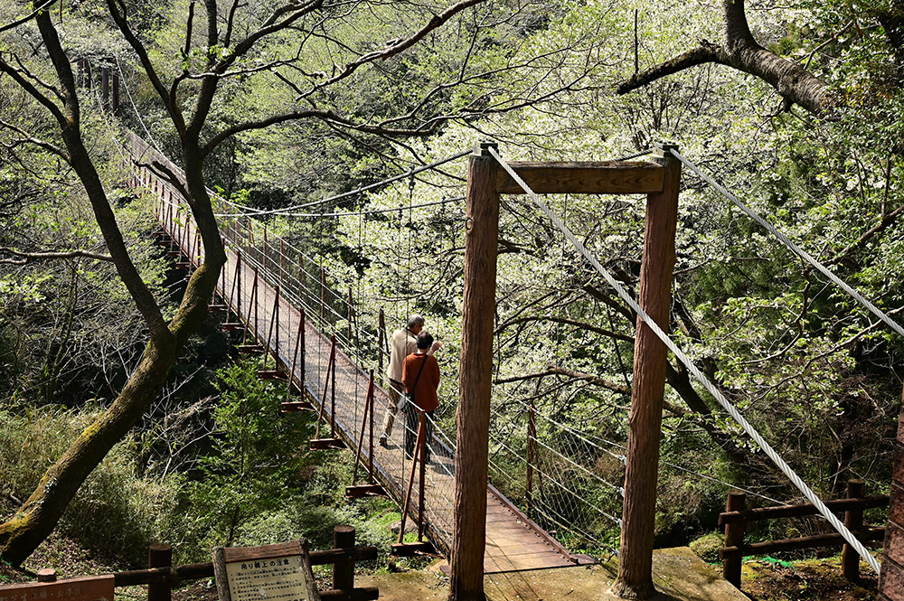 入選「山桜咲く」松村賢司さん