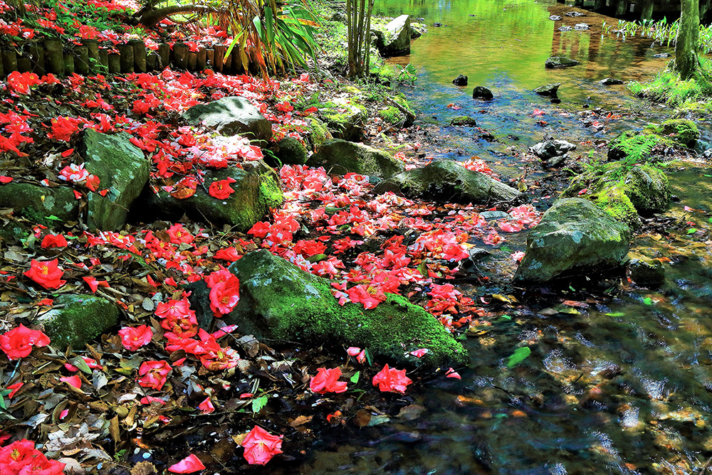 入選「つばき散る水辺」衛藤一男さん
