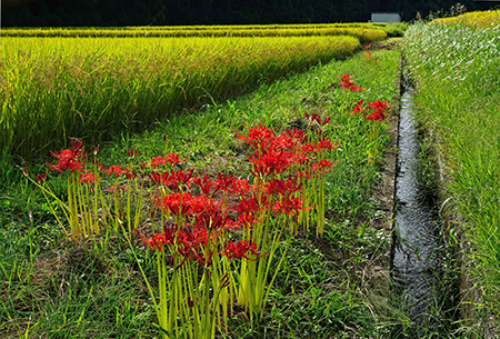 応入選「実りの季節」藤川明雄さん募作品