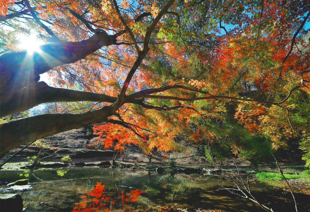 写真コンテスト