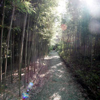 富士竹類植物園