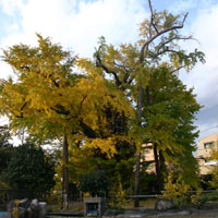 下土狩公孫樹（大いちょう）